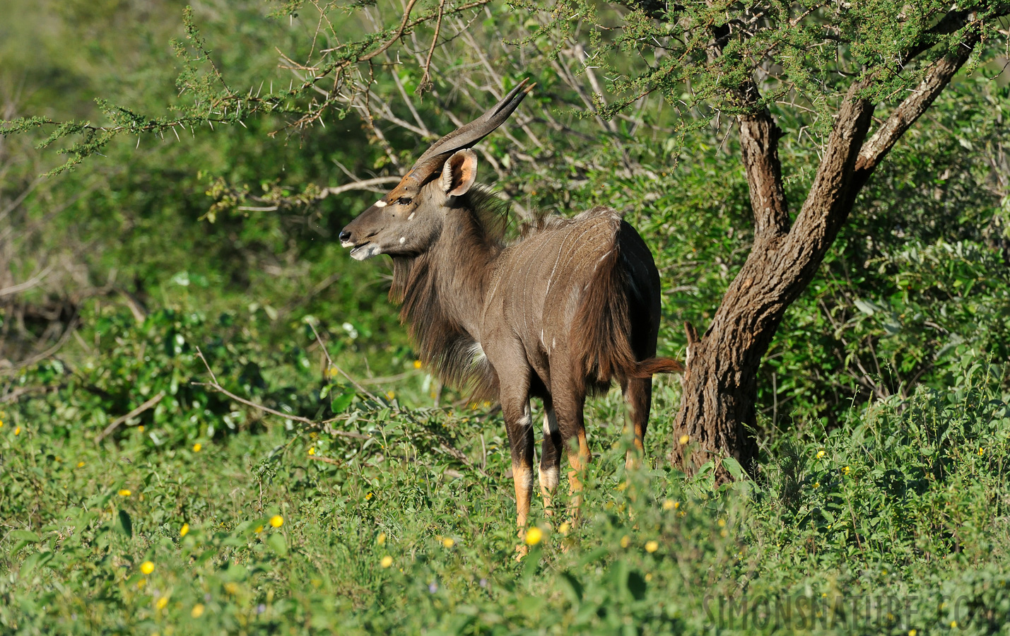 Nyala angasii [440 mm, 1/2000 Sek. bei f / 8.0, ISO 1600]